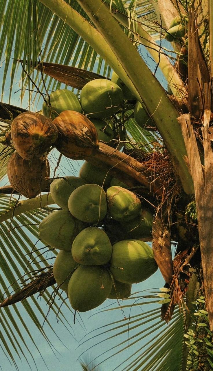 Coconut image 1